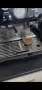Кафемашина Sage Barista Express , снимка 7