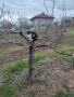 Травмирана котка остава на улицата, снимка 10