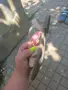 дамски сандали 39, снимка 3