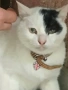 Намерено котенце, снимка 2
