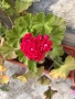 Селски мушката х 1.5 € със саксия , снимка 3