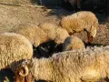 свободно цялото стадо , снимка 14