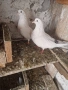 Продавам   чифт     бемкалии, снимка 4