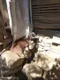 продавам кози ярета, снимка 4