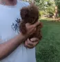 Пудел той/poodle toy , снимка 4