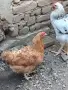 Домашни петли Средец, снимка 12