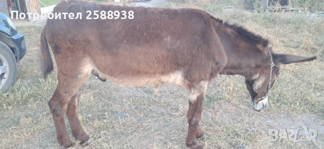 Мъжко магаре 7г., снимка 5 - Коне - 55107796