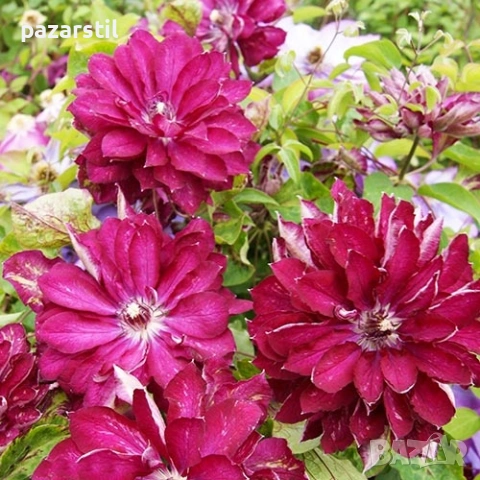 КЛЕМАТИСИ , снимка 4 - Градински цветя и растения - 54105054