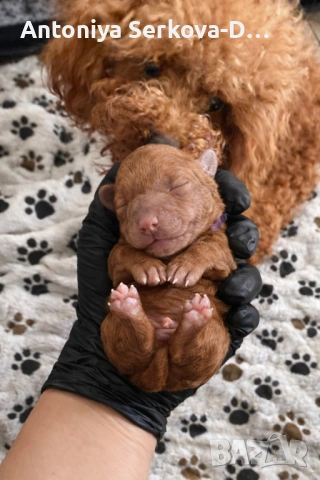 Poodle toy/Пудел Той