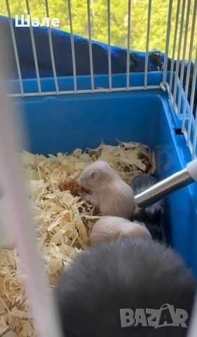 Сирийски Хамстерчета, снимка 3 - Хамстери - 54358079