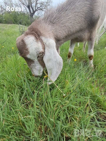 Англо-нубийско пръчле за разплод 