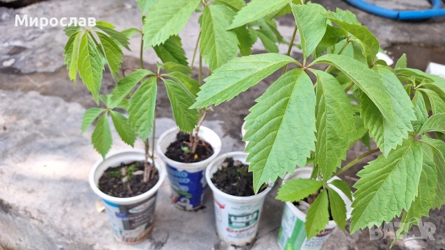 Продавам растения Дива лоза (Parthenocissus quinquefolia), снимка 6 - Градински цветя и растения - 45382708