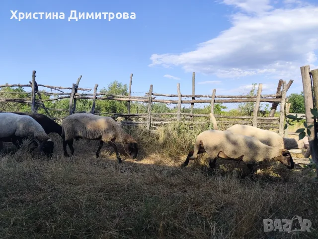 Продавам малко стадо овце, снимка 4 - Овце - 55448834