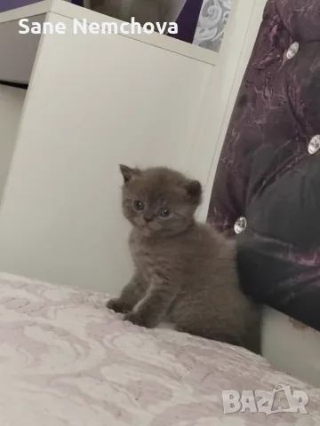 Британски котенца, снимка 4 - Британска късокосместа - 55675493