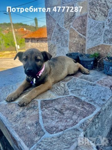 Кръстоска ….. белгийска Малиноа Последно женско, снимка 4 - Белгийска овчарка - 54312553