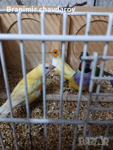 продавам гулдови папагалови и други амадини, снимка 12 - Амадини - 53966911