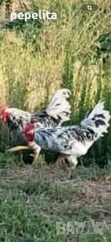 Продавам седем месечни петли