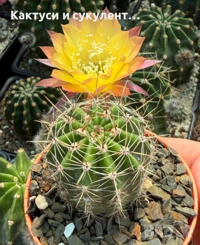 Кактус Echinopsis Hybrid Gold Star уникален цъфтеж с преливащи се омбре цветове, снимка 3 - Градински цветя и растения - 55182621
