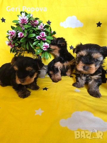 мини йоркширски териер, снимка 2 - Йоркширски териер - 53960498