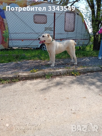 Женско кутре на 6 месеца 