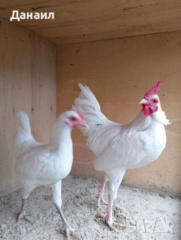 Новоанглийски бойци, снимка 2 - други­ - 54167350