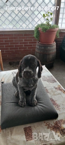 дратхаар , снимка 4 - Дратхаар - 54035578