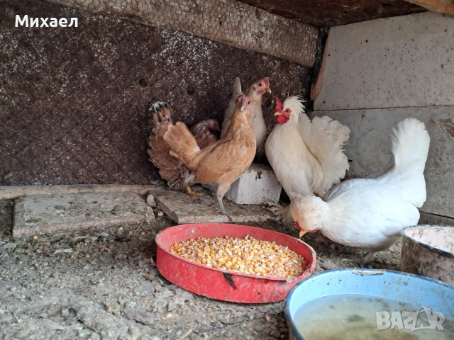 Бреговски и зибраит