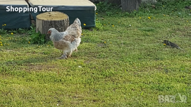 Брами ,яйца ,пилета и големите, снимка 7 - Кокошки и пуйки - 54263198