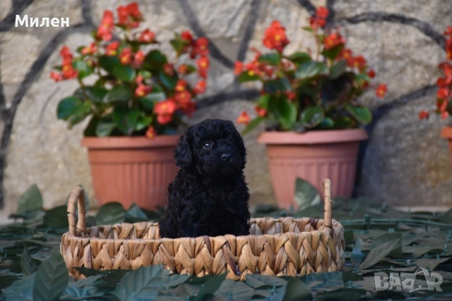 Той пудел Toy poodle, снимка 13 - Пудели - 55006000