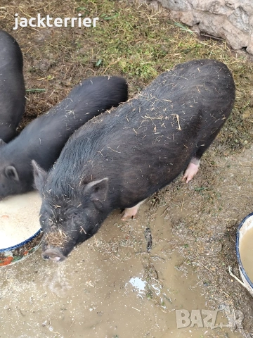 Свиня майка, снимка 3 - Прасета - 54011602