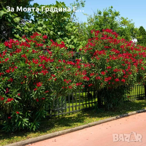 Зокум - Олеандър, снимка 5 - Градински цветя и растения - 54108958