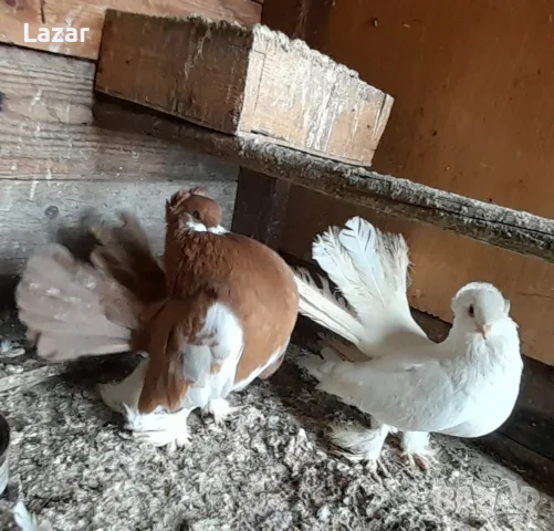Продавам Ростовски