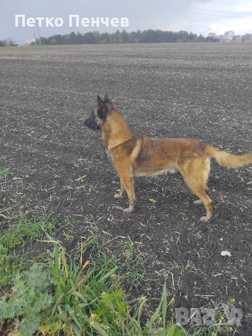 белгийска овчарка малиноа