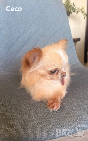 Момче Чихуахуа , снимка 4 - Чихуахуа - 53917728