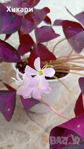 Оксалис Oxalis Triangularis , снимка 3 - Стайни растения - 55161287