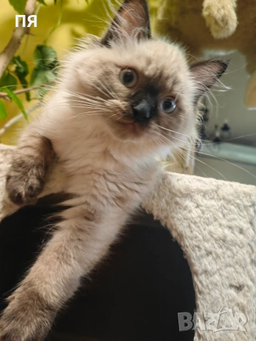 Регдол/ Ragdoll котенце, снимка 7 - Други - 55083658