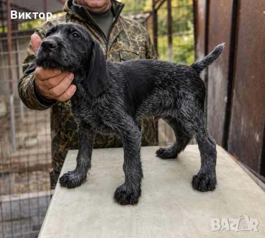 Продавам дратхаарчета 