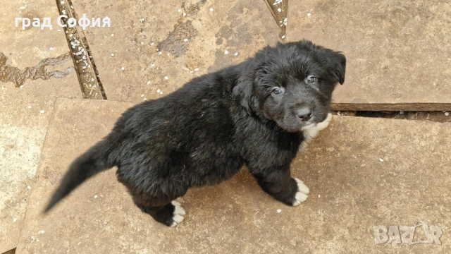 продавам породисти кученца на 40дена-Каракачанки, град Враца, снимка 10 - Каракачанска овчарка - 54187879