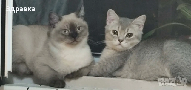 Колор пойнт коте 