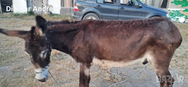мъжко скупено , снимка 5 - Коне - 55006181