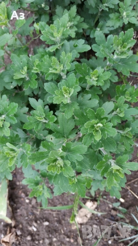 Продавам разсад на ниски Хризантеми есенни, снимка 10 - Разсади - 54314882