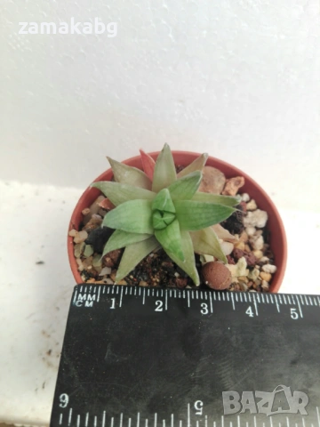 Хавортия (Haworthia Marumiana)