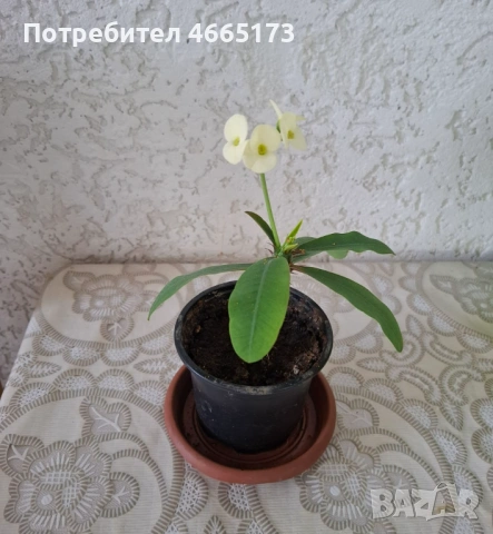 Стайно Цвете Исусов Венец, снимка 4 - Стайни растения - 54111064