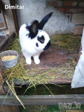 Продавам зайци. , снимка 9 - Други - 54025559