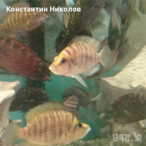 Calvus yellow, снимка 4 - Аквариуми - 54885922