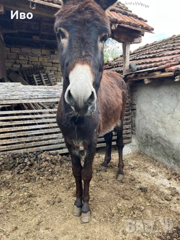 Продавам мъжко магаре, снимка 5 - Коне - 54146364