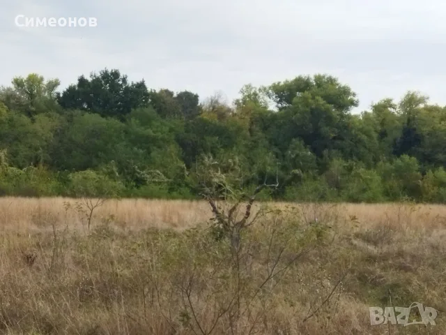 Широколистна гора 14,800 дка в землището на с. Злати Войвода, общ. Сливен, снимка 3 - Земеделска земя - 55127223
