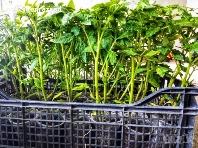 Ранни домати