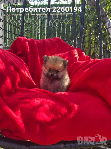 Померан Померанче, снимка 3 - Померан - 54343891