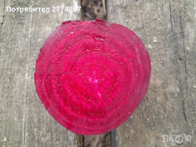 Червено цвекло, снимка 2 - Други - 55054531